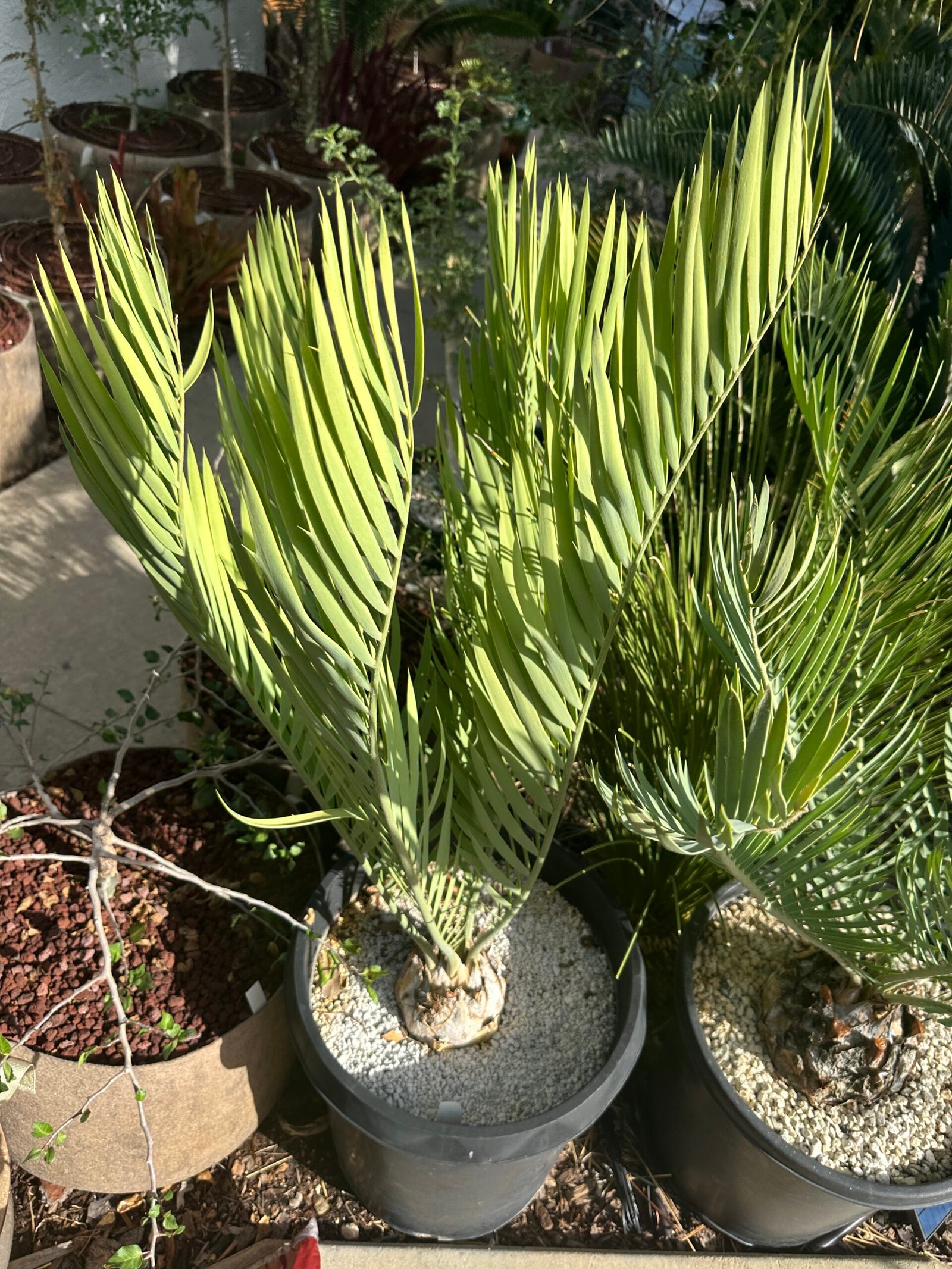 Encephalartos middelbergensis X dyerianus - Transvaal Hybrid Cycad - 5.5" caudex