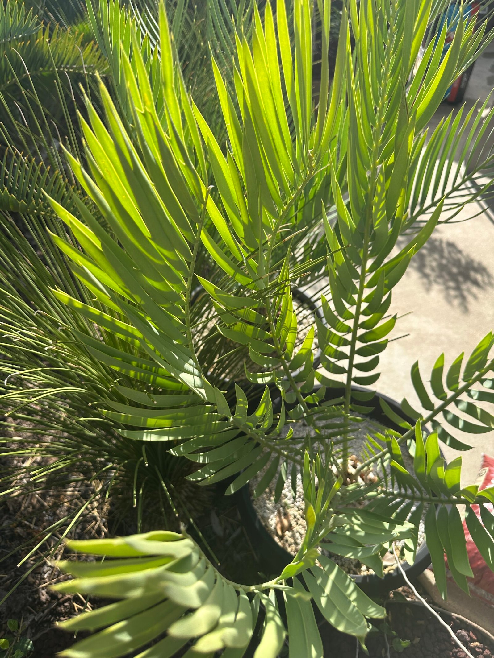 Encephalartos middelbergensis X dyerianus - Transvaal Hybrid Cycad - 5.5" caudex - Image 3