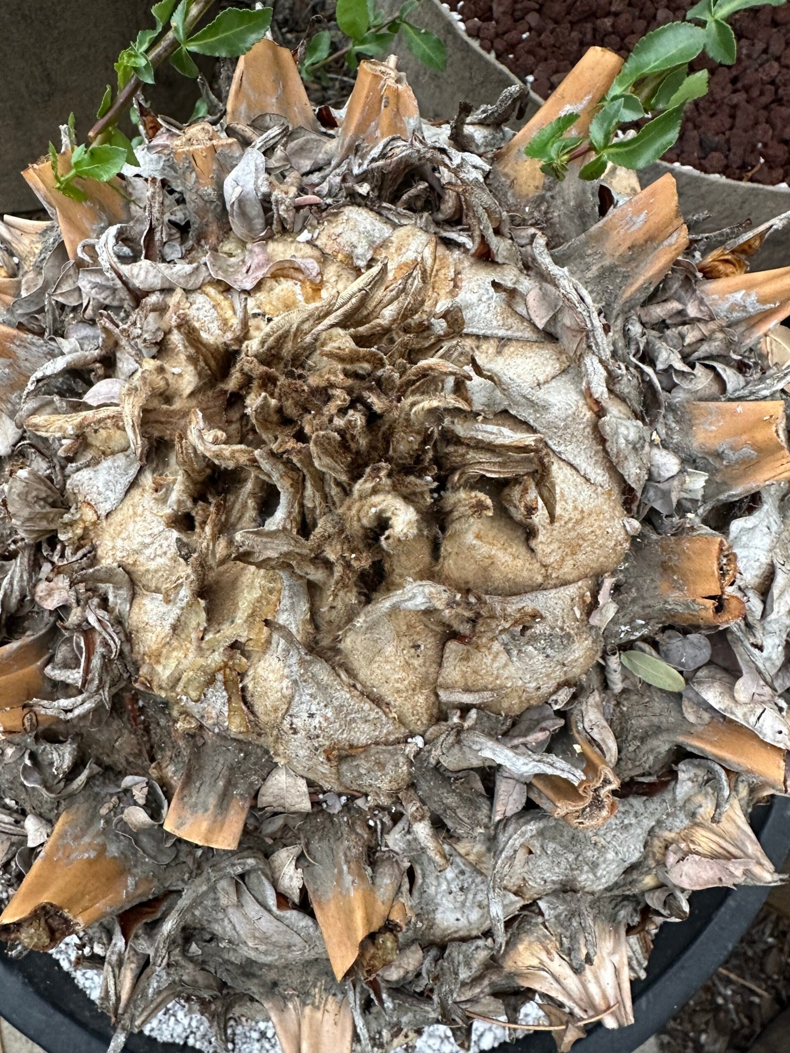 Encephalartos Sclavoi - Sclavo's Cycad - ULTRA RARE COLLECTORS SPECIMEN - 14" Caudex - Image 3