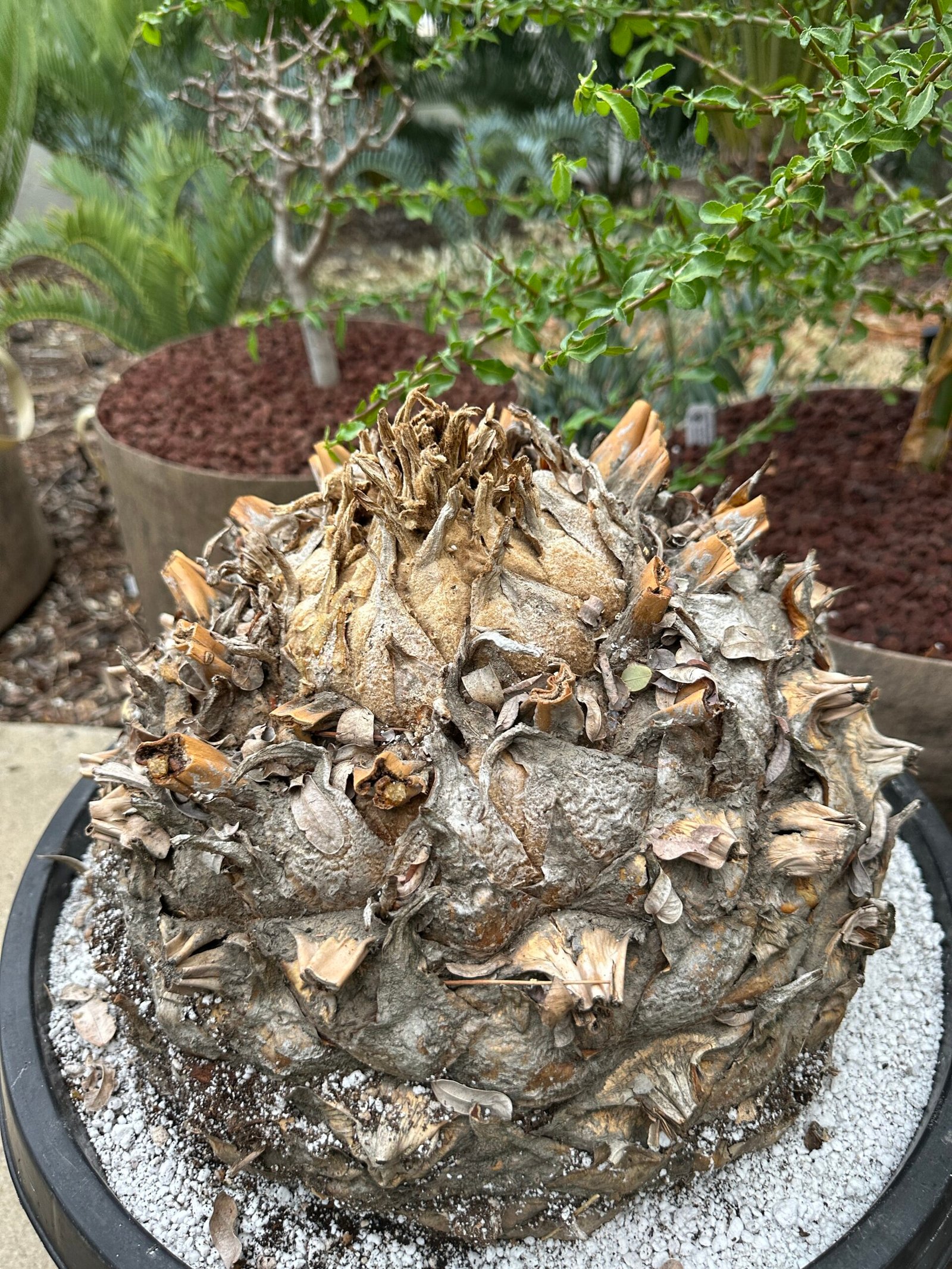 Encephalartos Sclavoi - Sclavo's Cycad - ULTRA RARE COLLECTORS SPECIMEN - 14" Caudex - Image 2