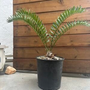 Encephalartos trispinosus (var. kudu) x aemulans - Hybrid Cycad - 3" caudex - KUDU LEAF FORM