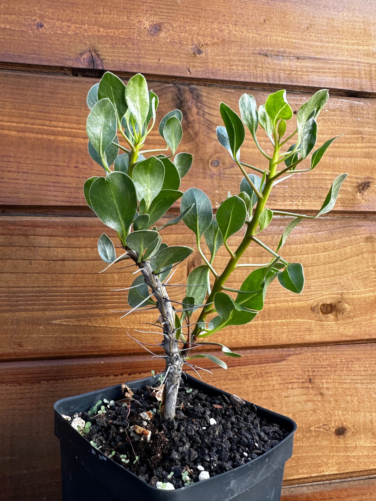 Fouquieria shrevei - Shreve's ocotillo - Rare Pachycaul Tree - Image 2