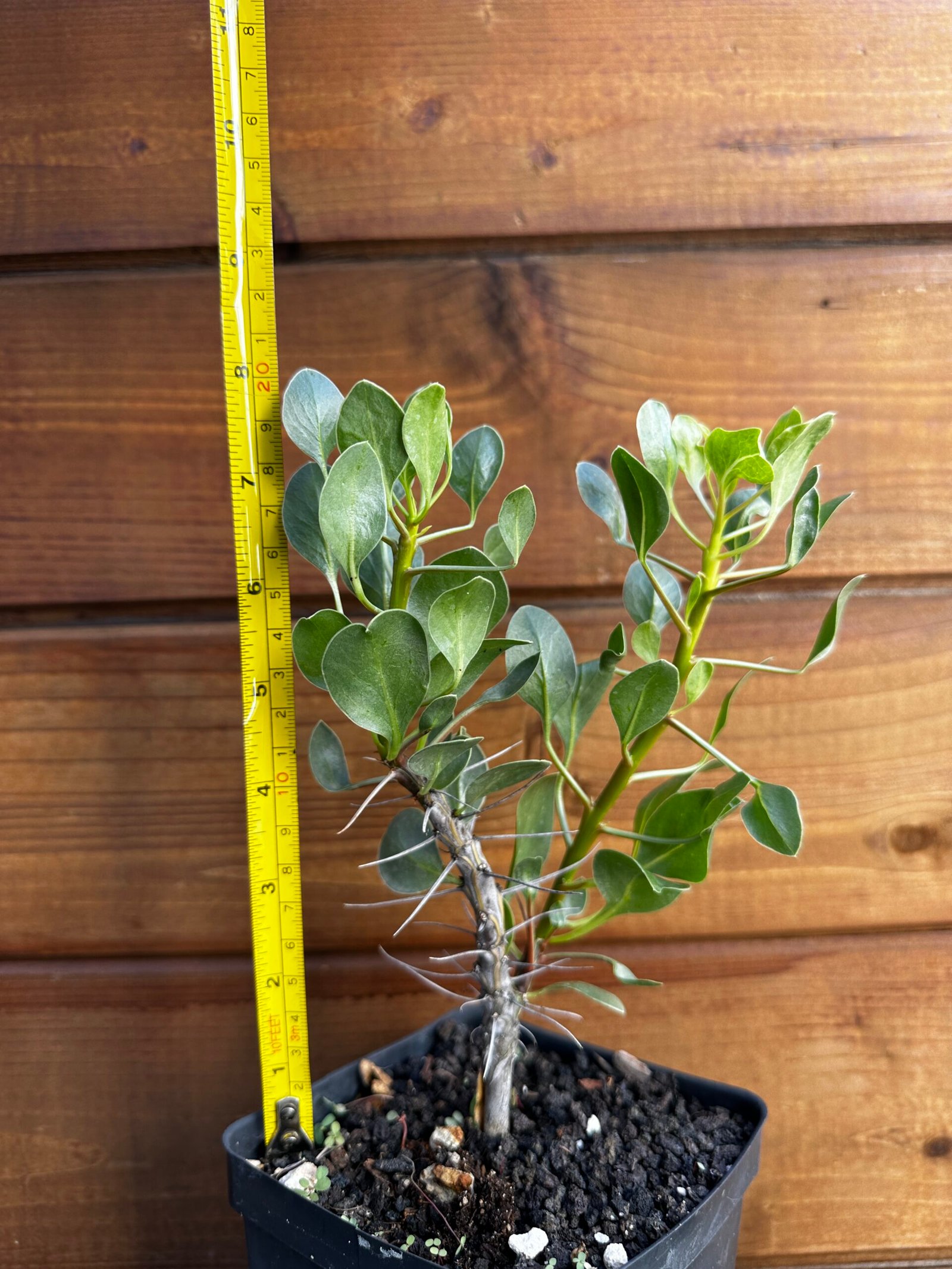 Fouquieria shrevei - Shreve's ocotillo - Rare Pachycaul Tree - Image 7