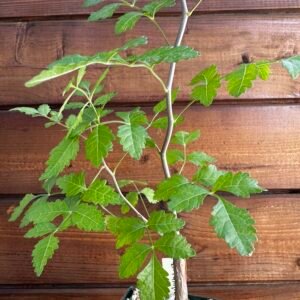 Bursera laxiflora - Torote Prieto