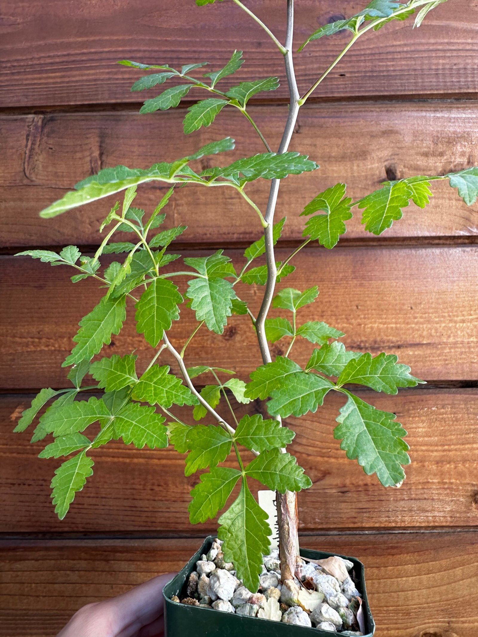 Bursera laxiflora - Torote Prieto