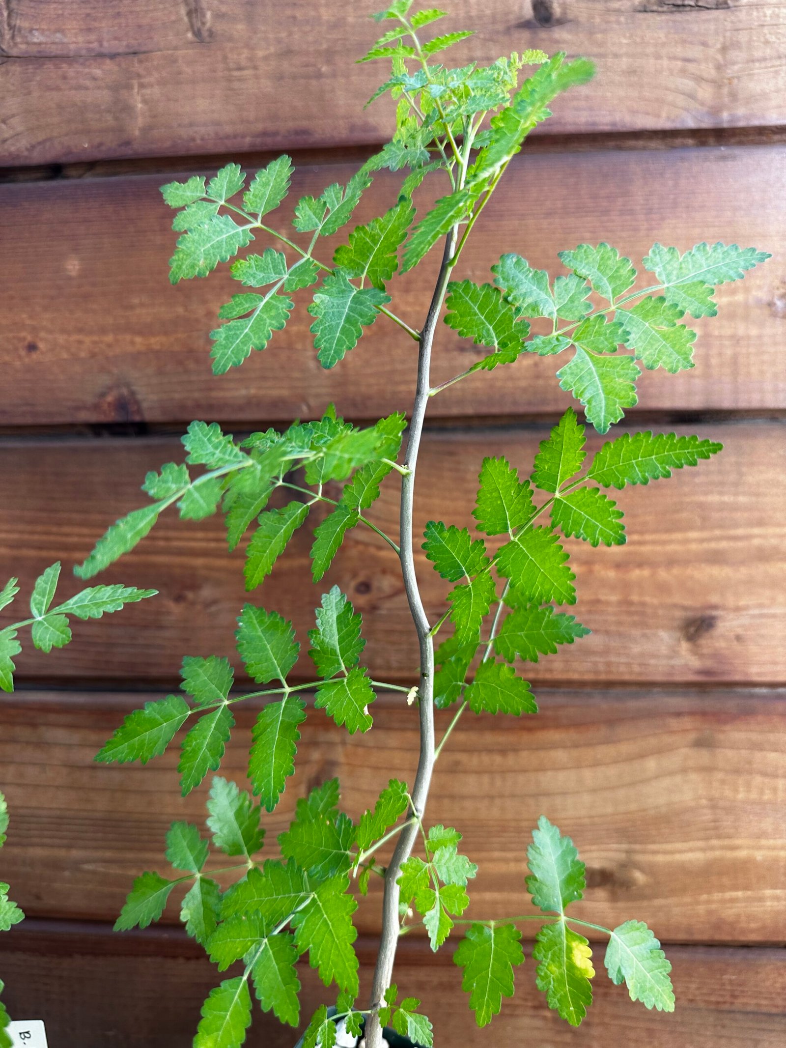 Bursera laxiflora - Torote Prieto - Image 5