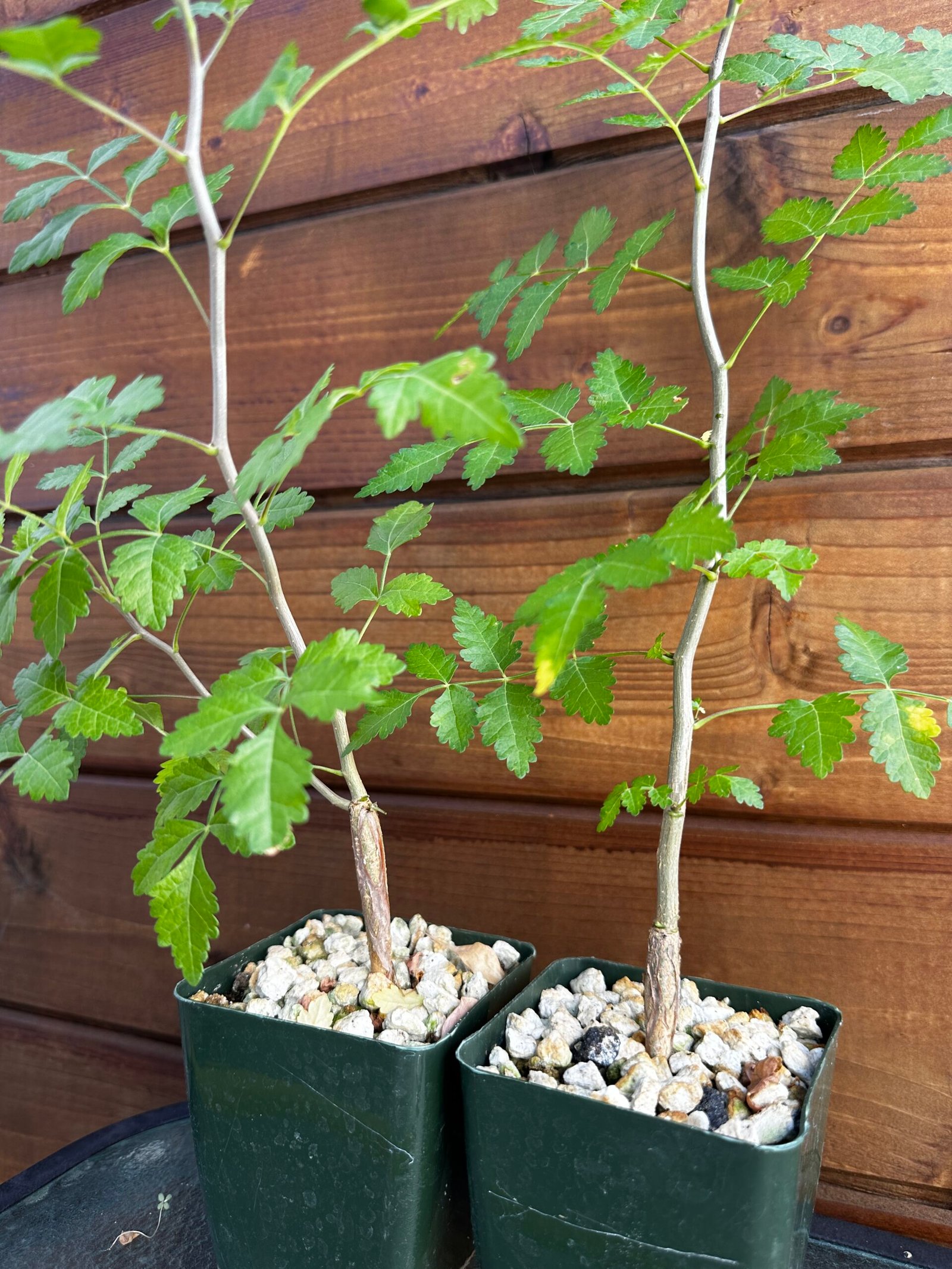 Bursera laxiflora - Torote Prieto - Image 4