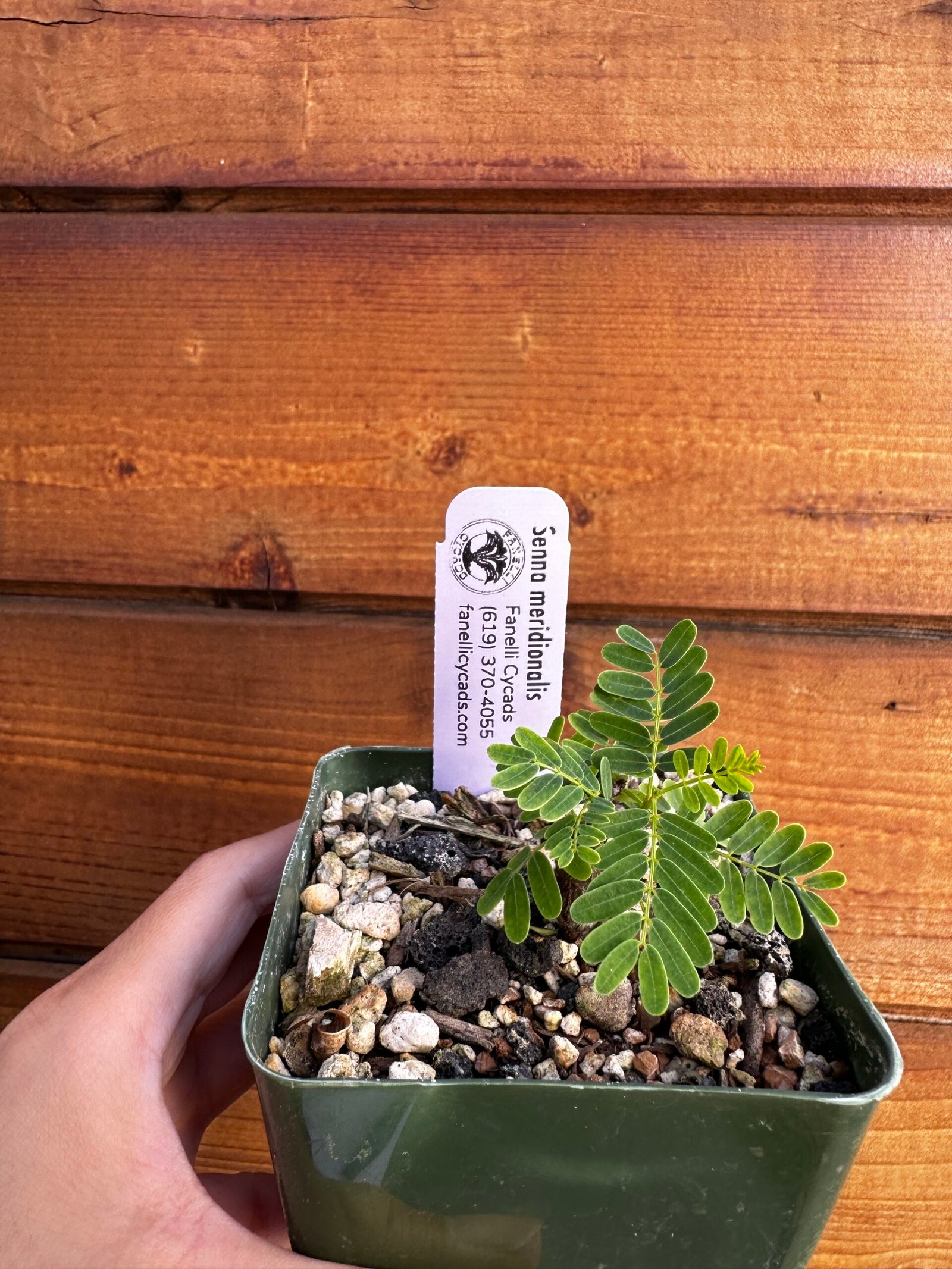 Senna meridionalis - Rare Pachycaul Tree - Image 7