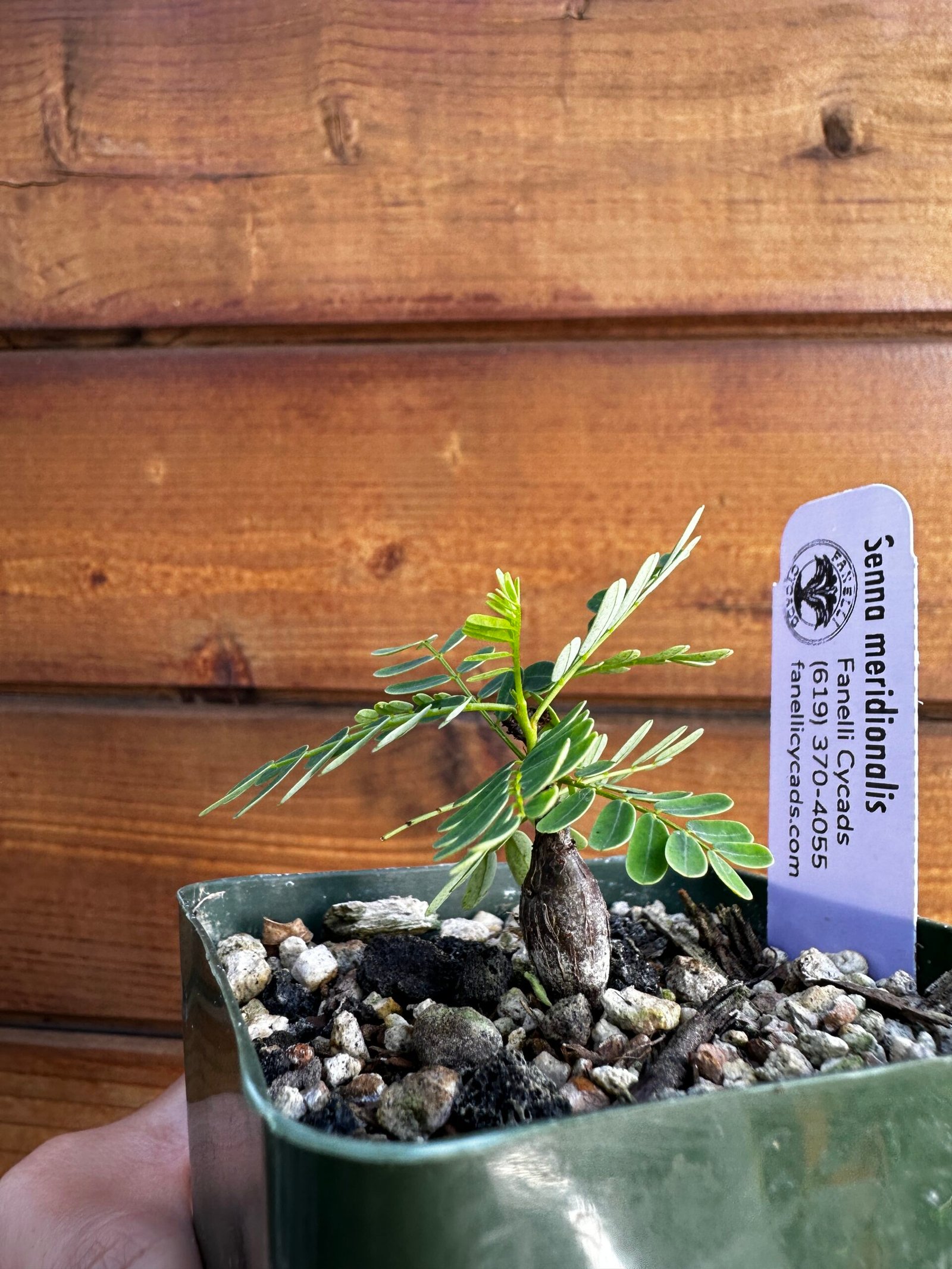 Senna meridionalis - Rare Pachycaul Tree - Image 6