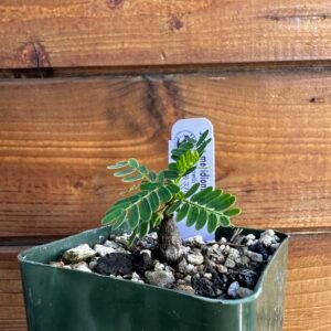 Senna meridionalis - Rare Pachycaul Tree