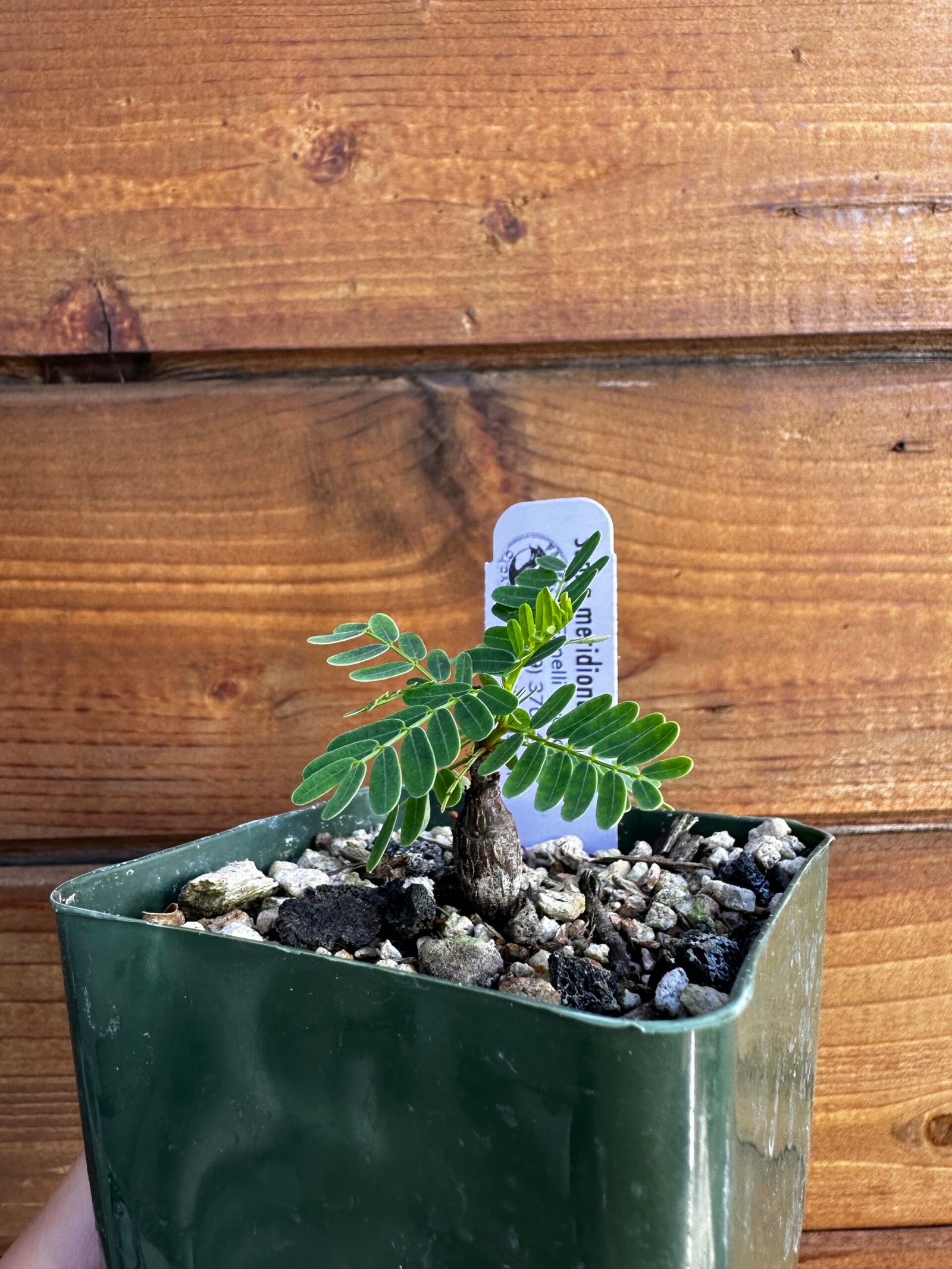 Senna meridionalis - Rare Pachycaul Tree
