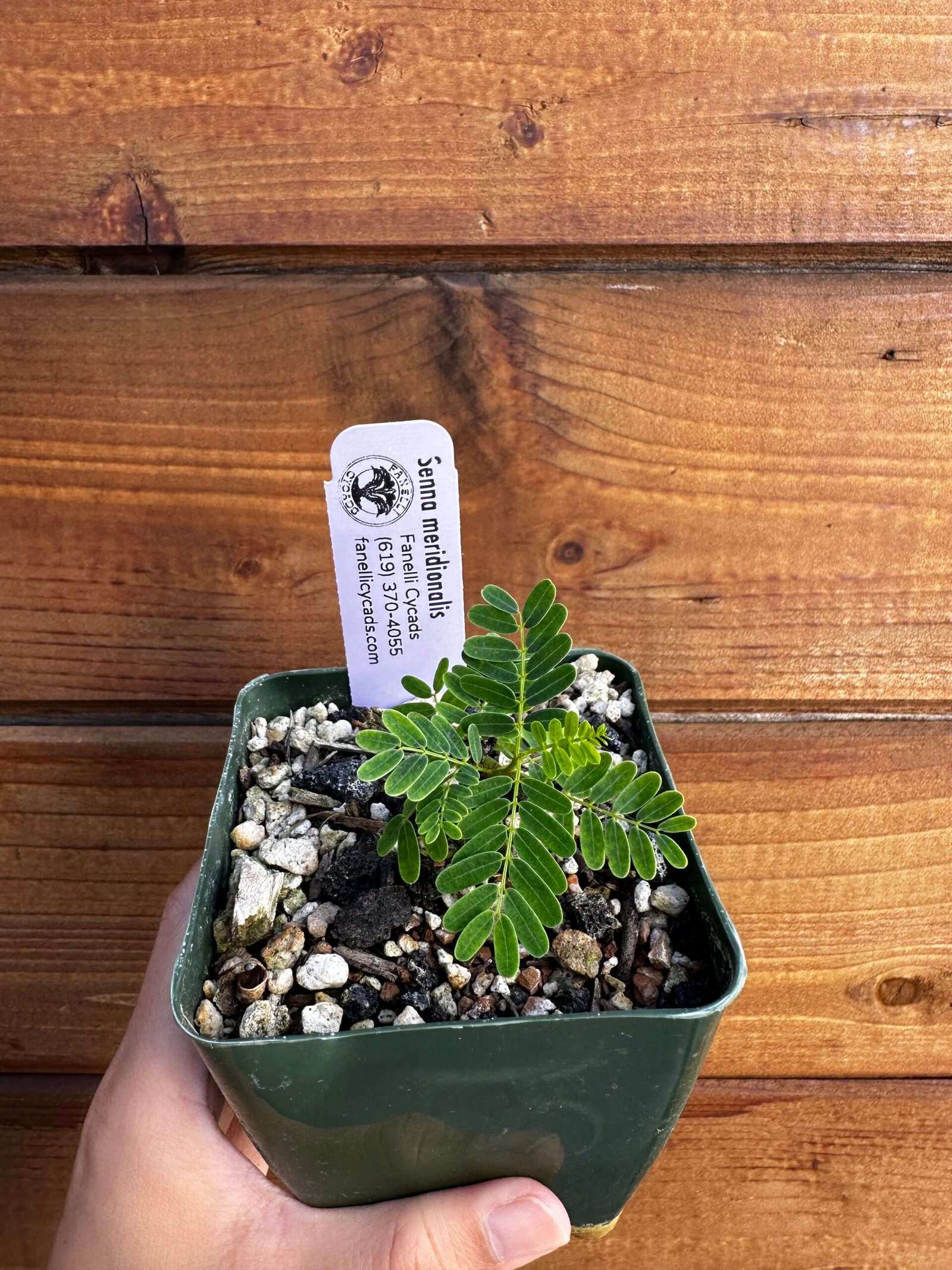 Senna meridionalis - Rare Pachycaul Tree - Image 5
