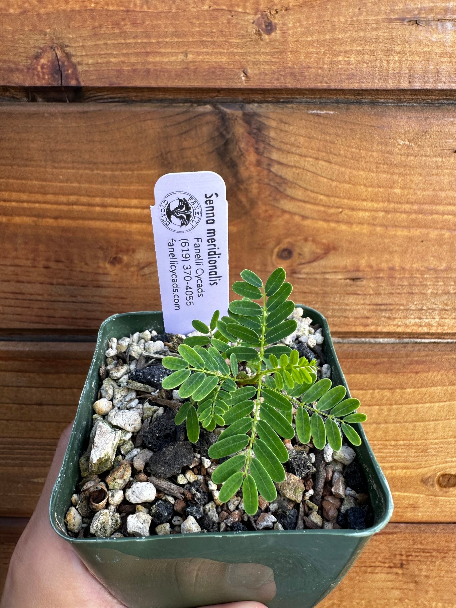 Senna meridionalis - Rare Pachycaul Tree - Image 3
