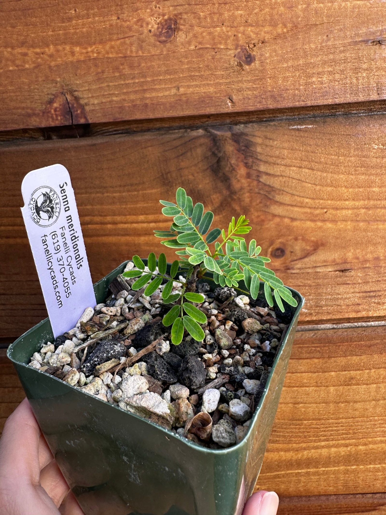 Senna meridionalis - Rare Pachycaul Tree - Image 4