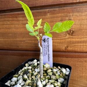 Bursera bipinnata x hindsiana - Bursera Hybrid