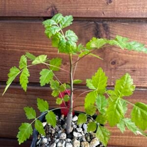 Bursera filicifolia - Torote