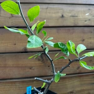 Bursera schlechtendalii