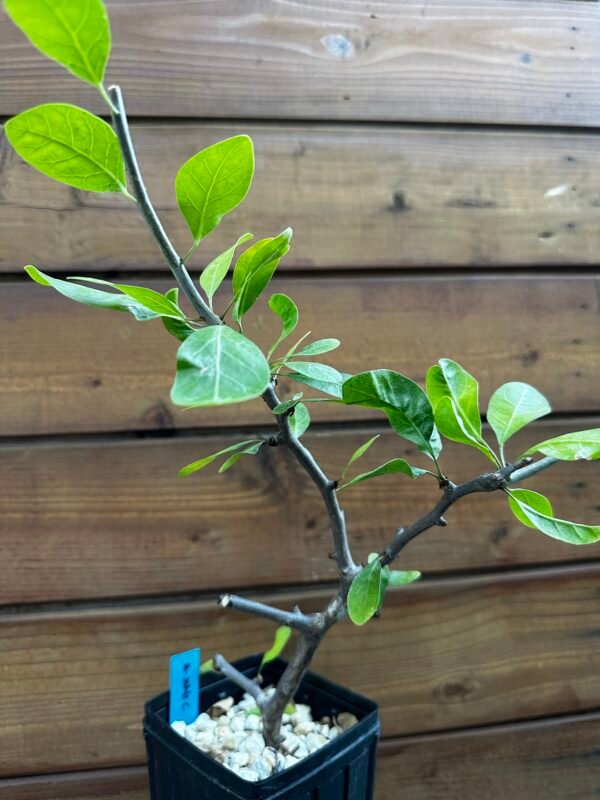 Bursera schlechtendalii