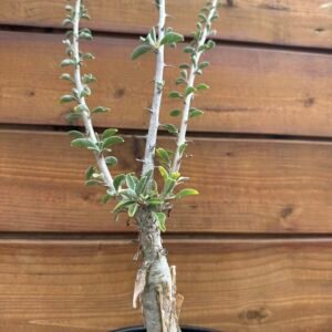 Sesamothamnus lugardii - Transvaal sesame-bush - Large