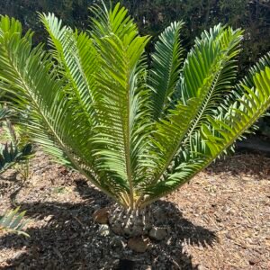 Encephalartos Sclavoi - Sclavo's Cycad - ULTRA RARE COLLECTORS SPECIMEN - 14" Caudex