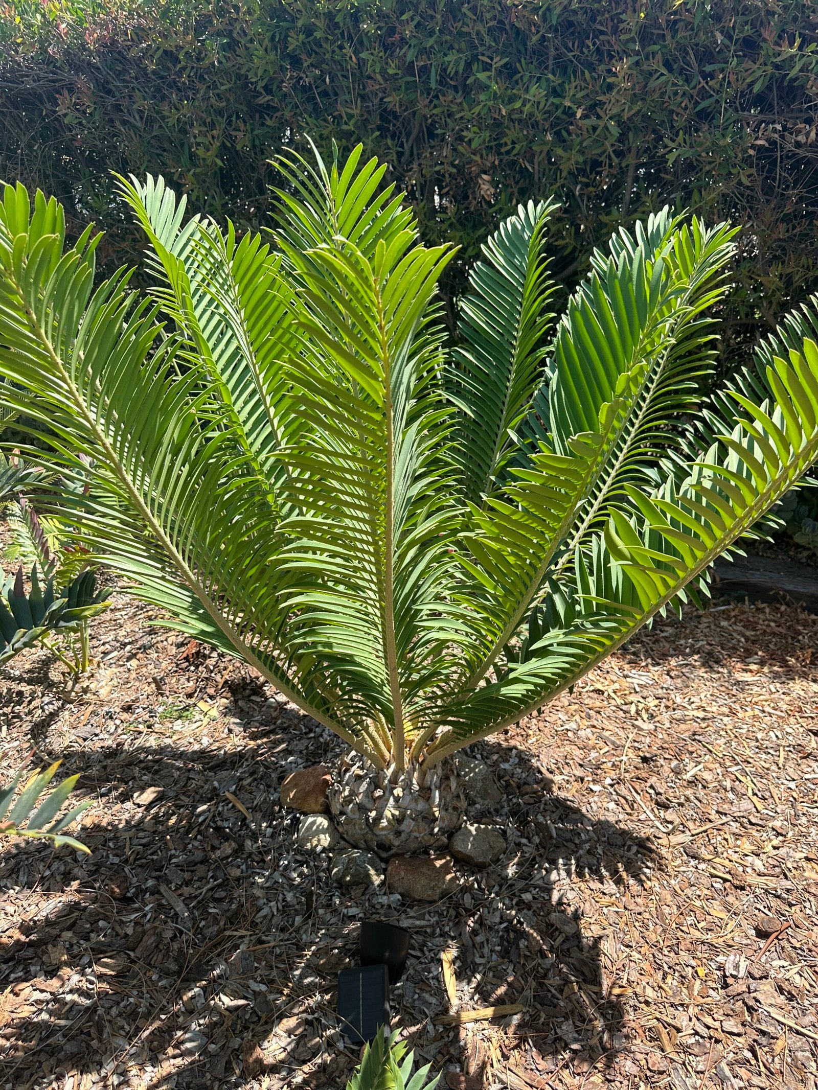 Encephalartos Sclavoi - Sclavo's Cycad - ULTRA RARE COLLECTORS SPECIMEN - 14" Caudex