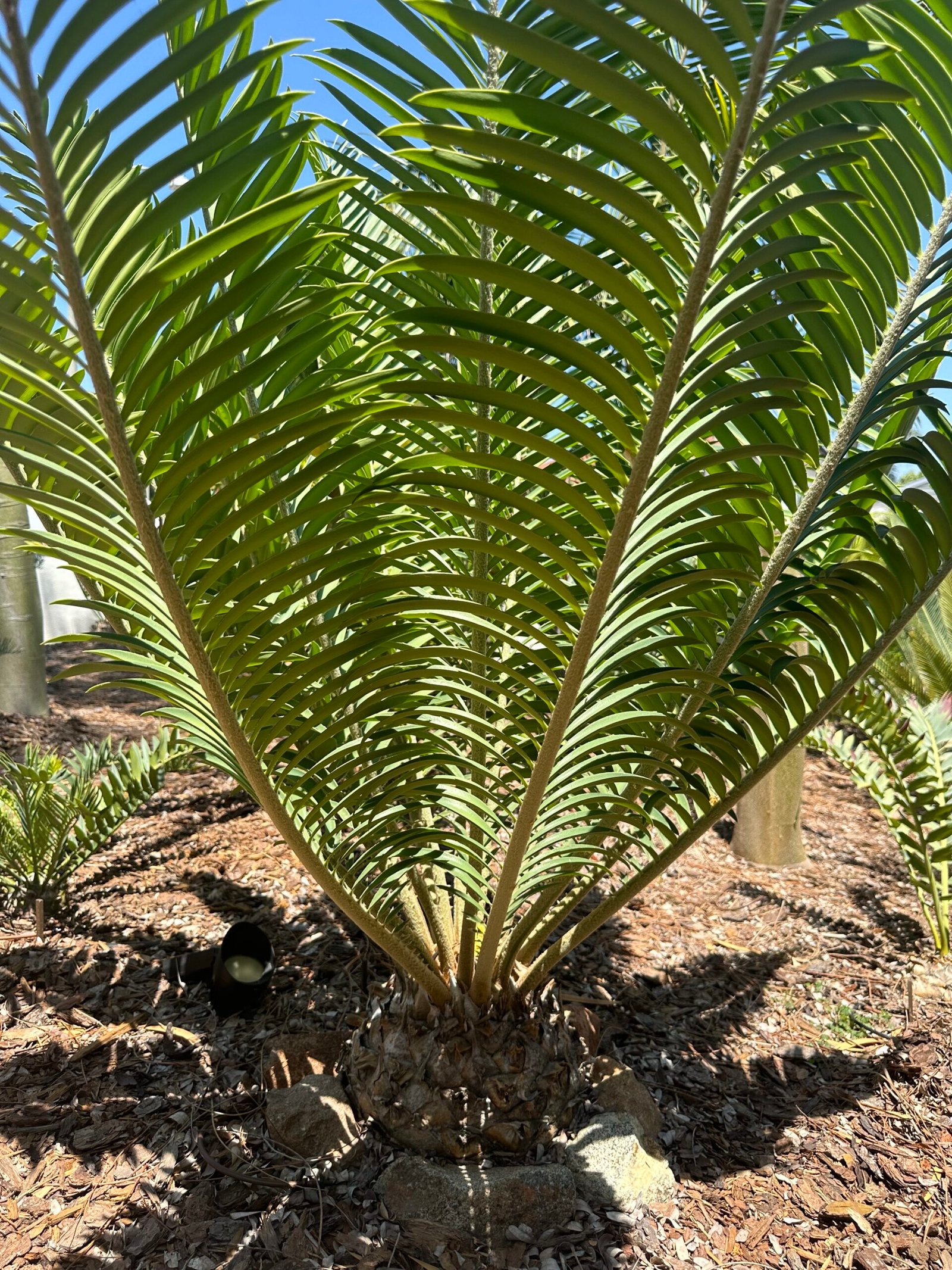 Encephalartos Sclavoi - Sclavo's Cycad - ULTRA RARE COLLECTORS SPECIMEN - 14" Caudex - Image 4