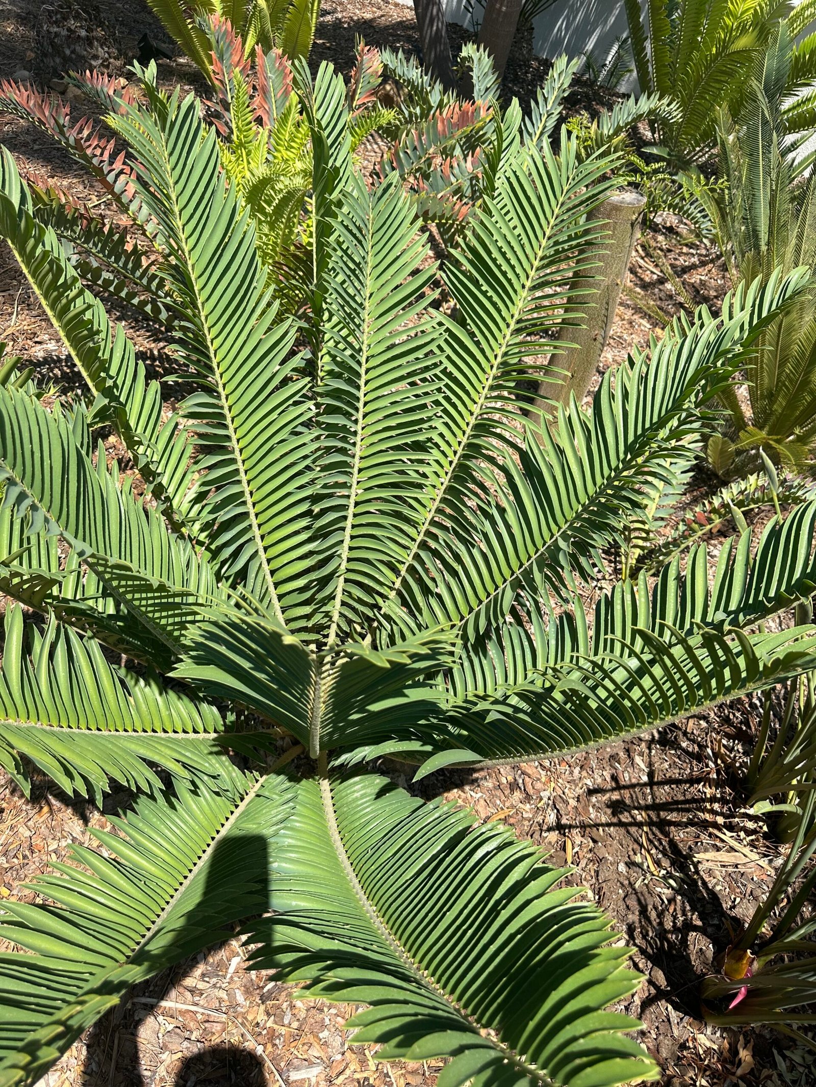 Encephalartos Sclavoi - Sclavo's Cycad - ULTRA RARE COLLECTORS SPECIMEN - 14" Caudex - Image 5