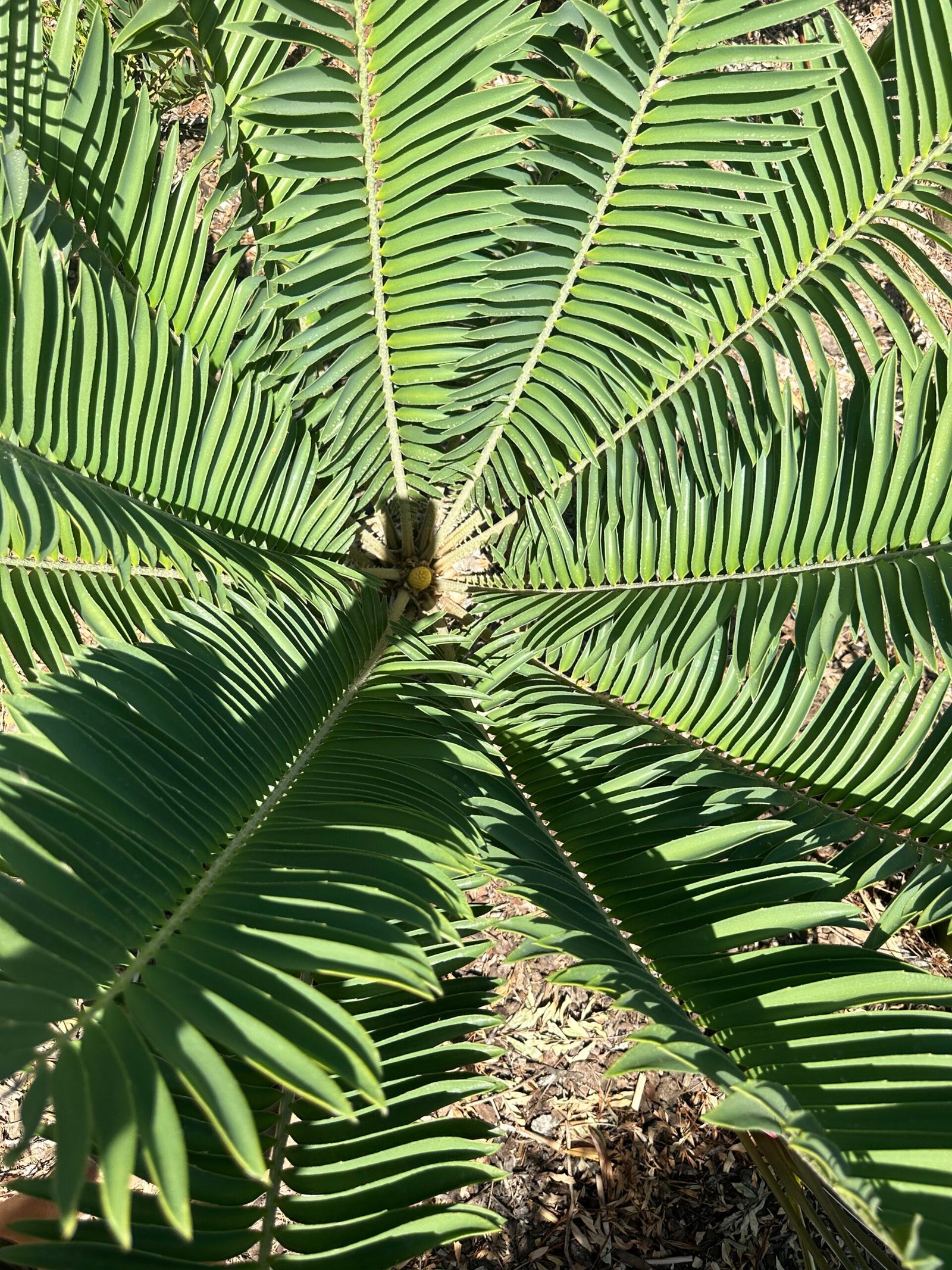 Encephalartos Sclavoi - Sclavo's Cycad - ULTRA RARE COLLECTORS SPECIMEN - 14" Caudex - Image 6