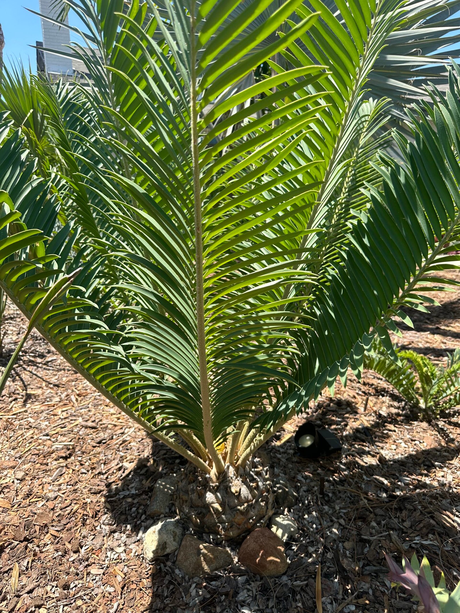 Encephalartos Sclavoi - Sclavo's Cycad - ULTRA RARE COLLECTORS SPECIMEN - 14" Caudex - Image 7