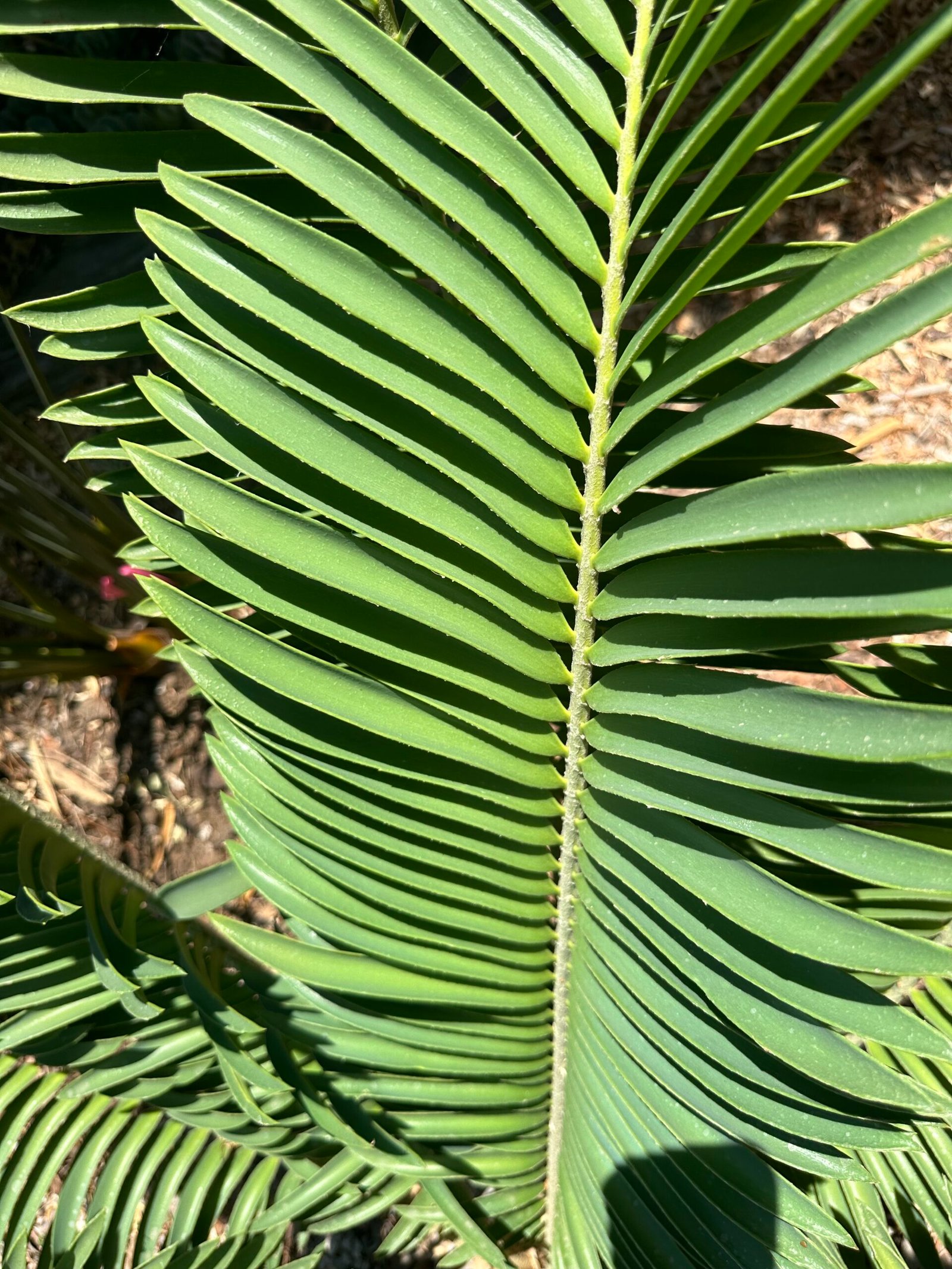 Encephalartos Sclavoi - Sclavo's Cycad - ULTRA RARE COLLECTORS SPECIMEN - 14" Caudex - Image 8