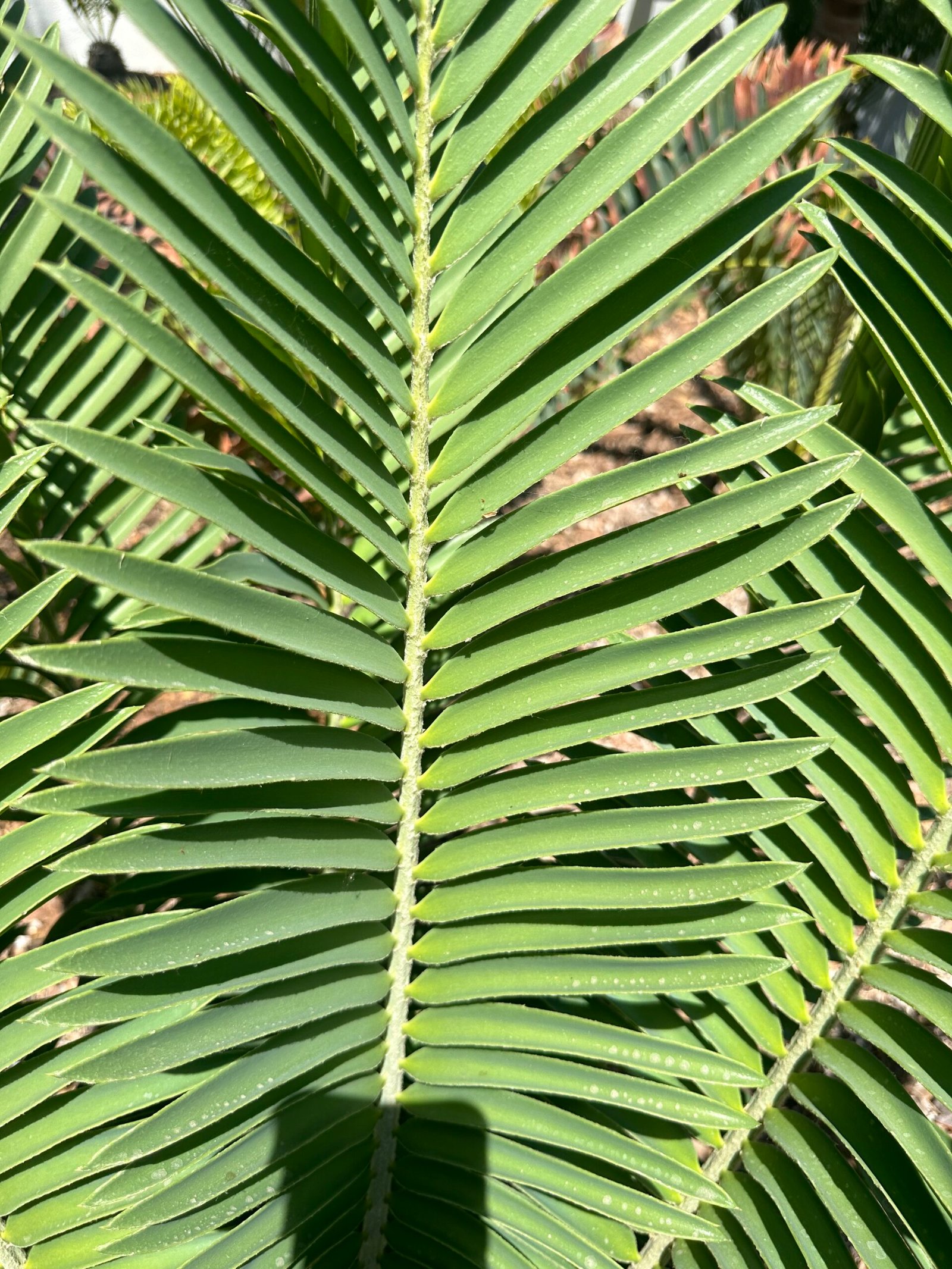 Encephalartos Sclavoi - Sclavo's Cycad - ULTRA RARE COLLECTORS SPECIMEN - 14" Caudex - Image 9